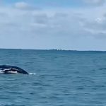 ballenas en Buenaventura Yubartas