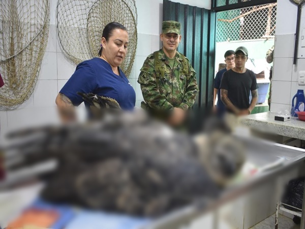 Creían que era una bruja: recuperaron Águila en peligro de extinción herida de bala