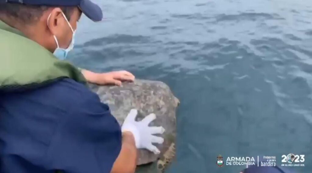 Alerta por tráfico tortugas marinas - Nariño 