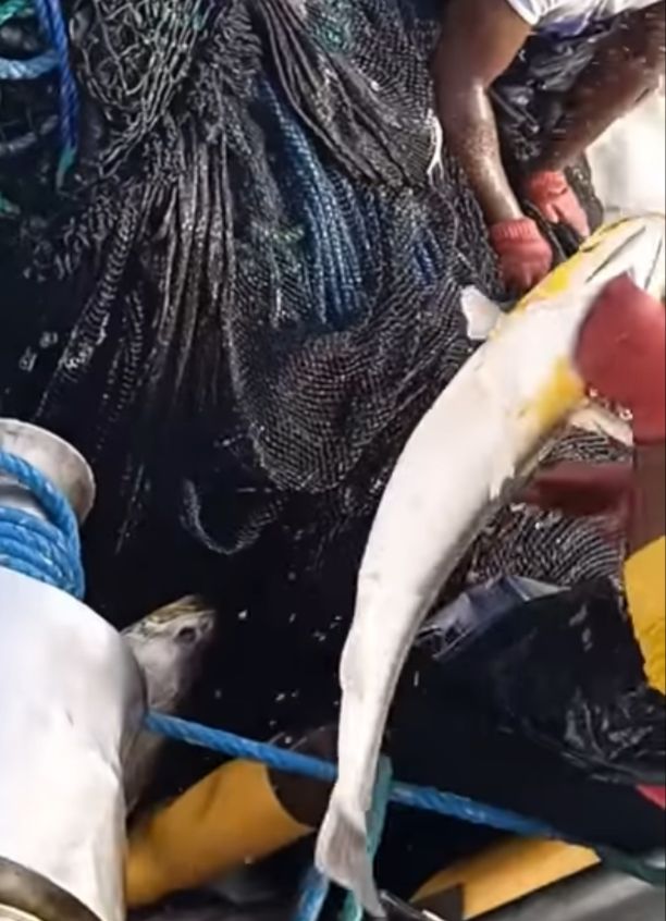 Polémica por gran pesca de corvina con boliche en Tumaco | Noticias de Buenaventura, Colombia y el Mundo