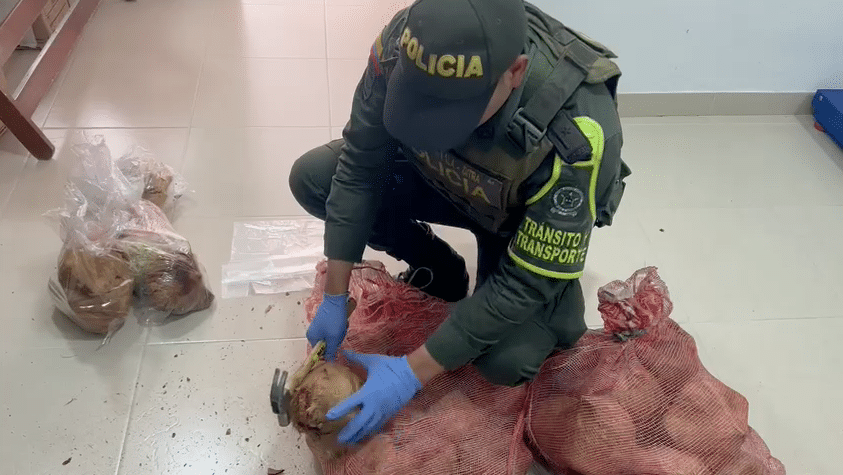 Coca en cocos incautó la policía en vías de Nariño, había «12,5 kilos» | Noticias de Buenaventura, Colombia y el Mundo