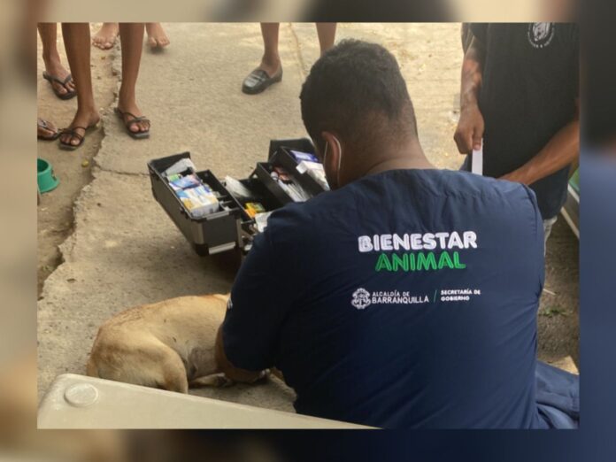 ¿Por venganza?, envenenaron a una perra que recientemente tuvo cría, en Barranquilla | Noticias de Buenaventura, Colombia y el Mundo