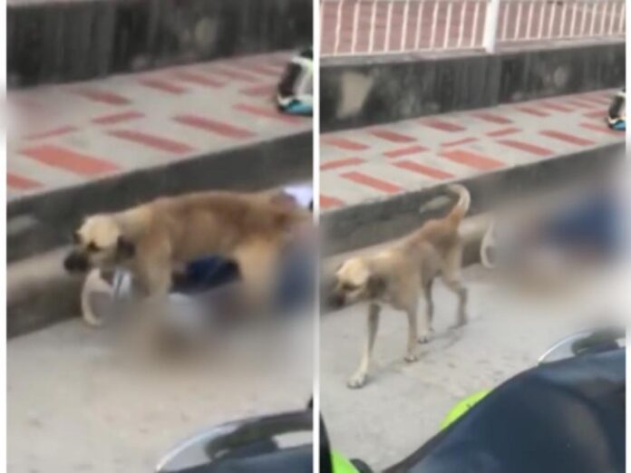 ¡Hasta el perro lo orinó!, terminó herido, capturado y llorando en presunto atraco en Barranquilla
